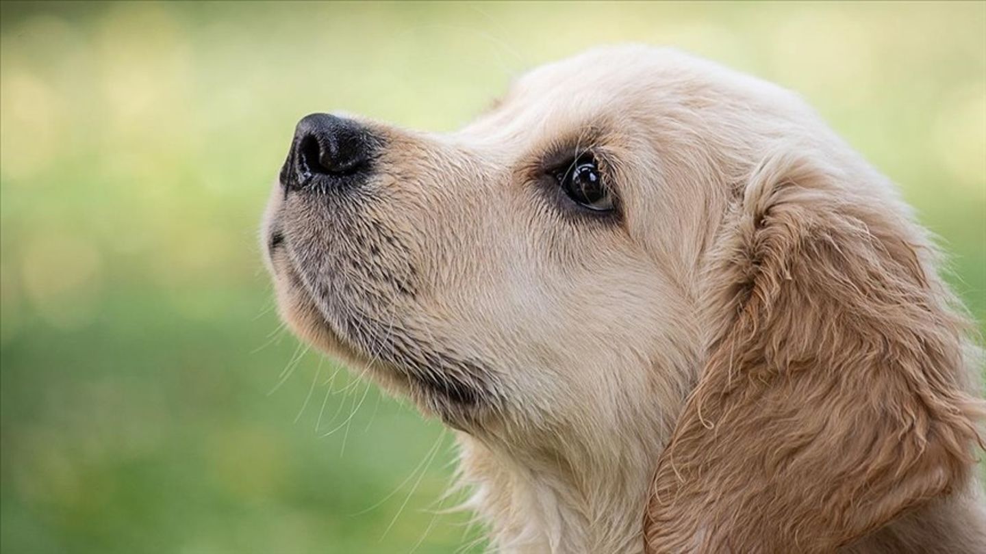 Almanya'da belediyeler köpek vergisinden rekor gelir elde etti