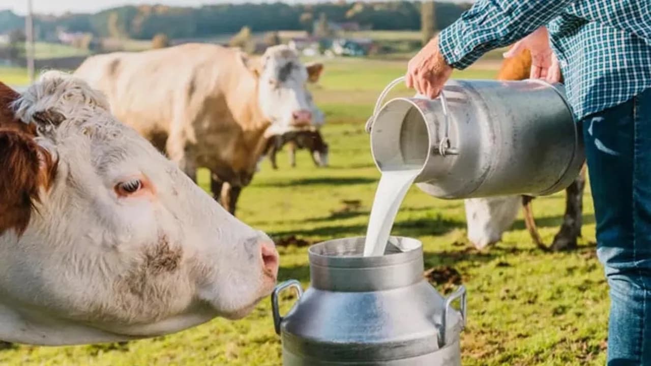 Ticari süt işletmelerince Ocak ayında 915 bin 522 ton inek sütü toplandı