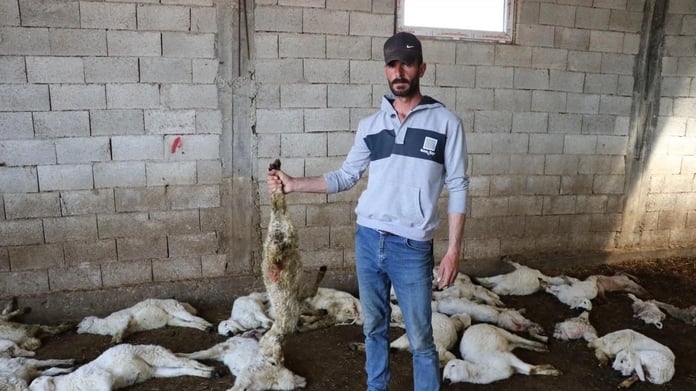 Banka kredisi ile aldığı kuzuları, başıboş köpekler öldürdü