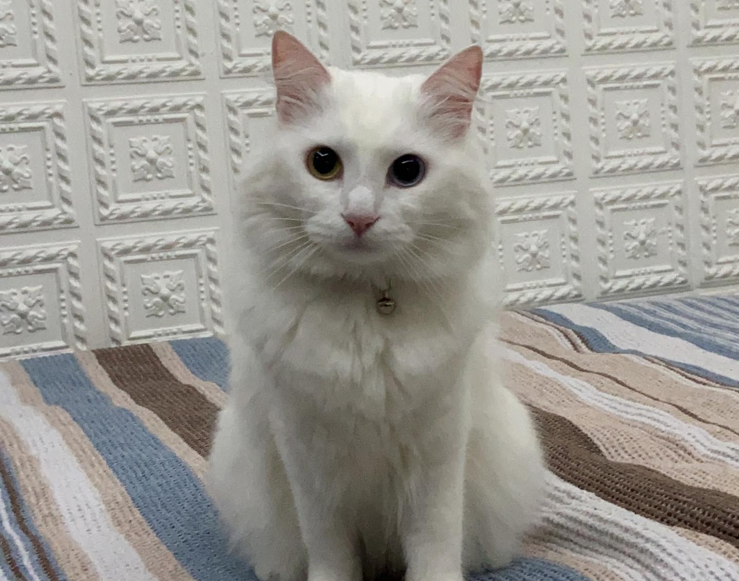 Kedi "Berfo". Fotoğraf: Serhıldan Hülakü