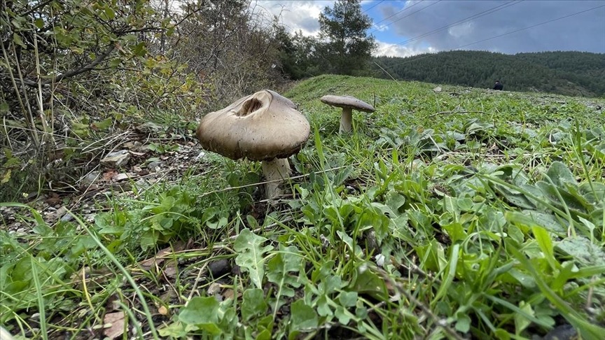 Mantar.&nbsp;Fotoğraf: AA