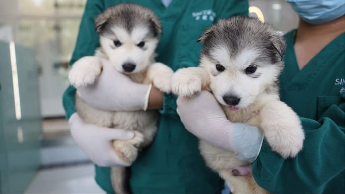 Sinogene, ölmüş evcil hayvanları klonluyor!