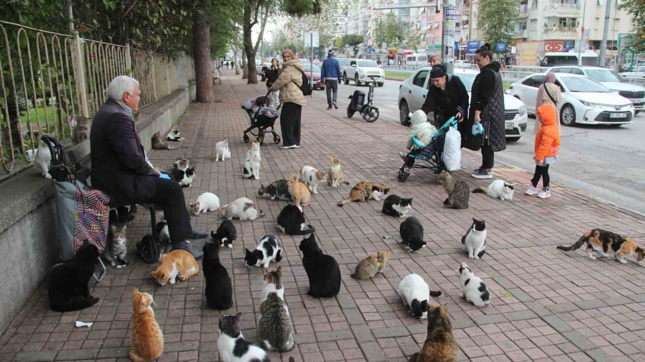 Türkiye kedileri dünya gündeminde