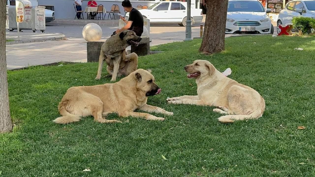 Vatandaşlar TBMM'ye en çok başıboş köpeklerden dert yandı