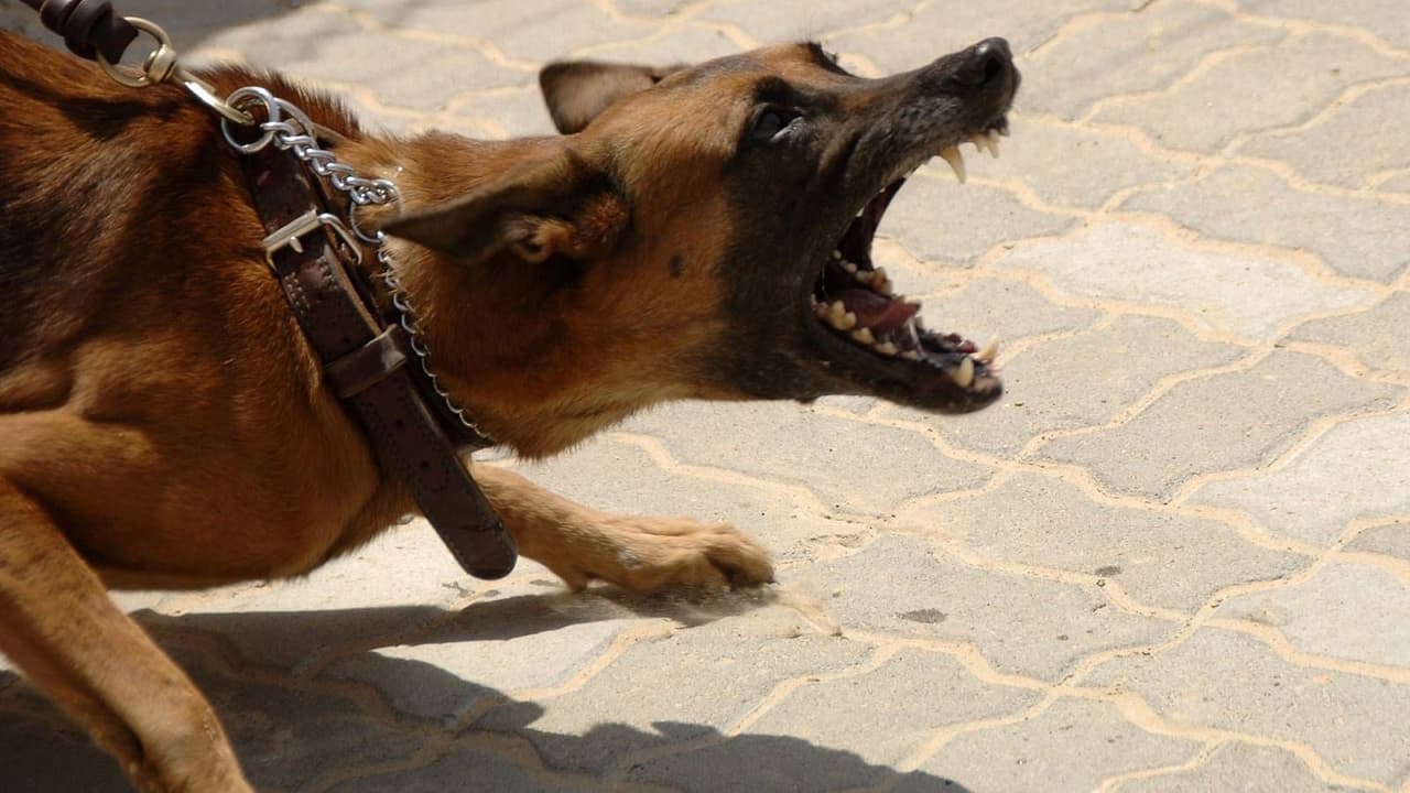 Başıboş Köpek Yok, Belediyecilik Sorunu Var