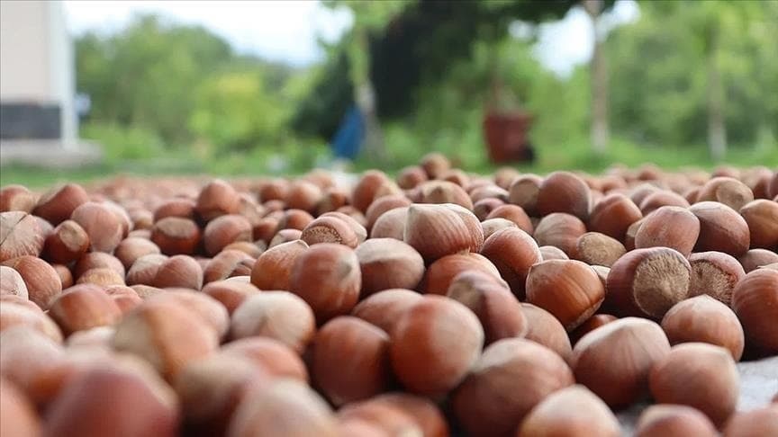 Fındık ihracatından 1,8 milyar dolarlık döviz girişi