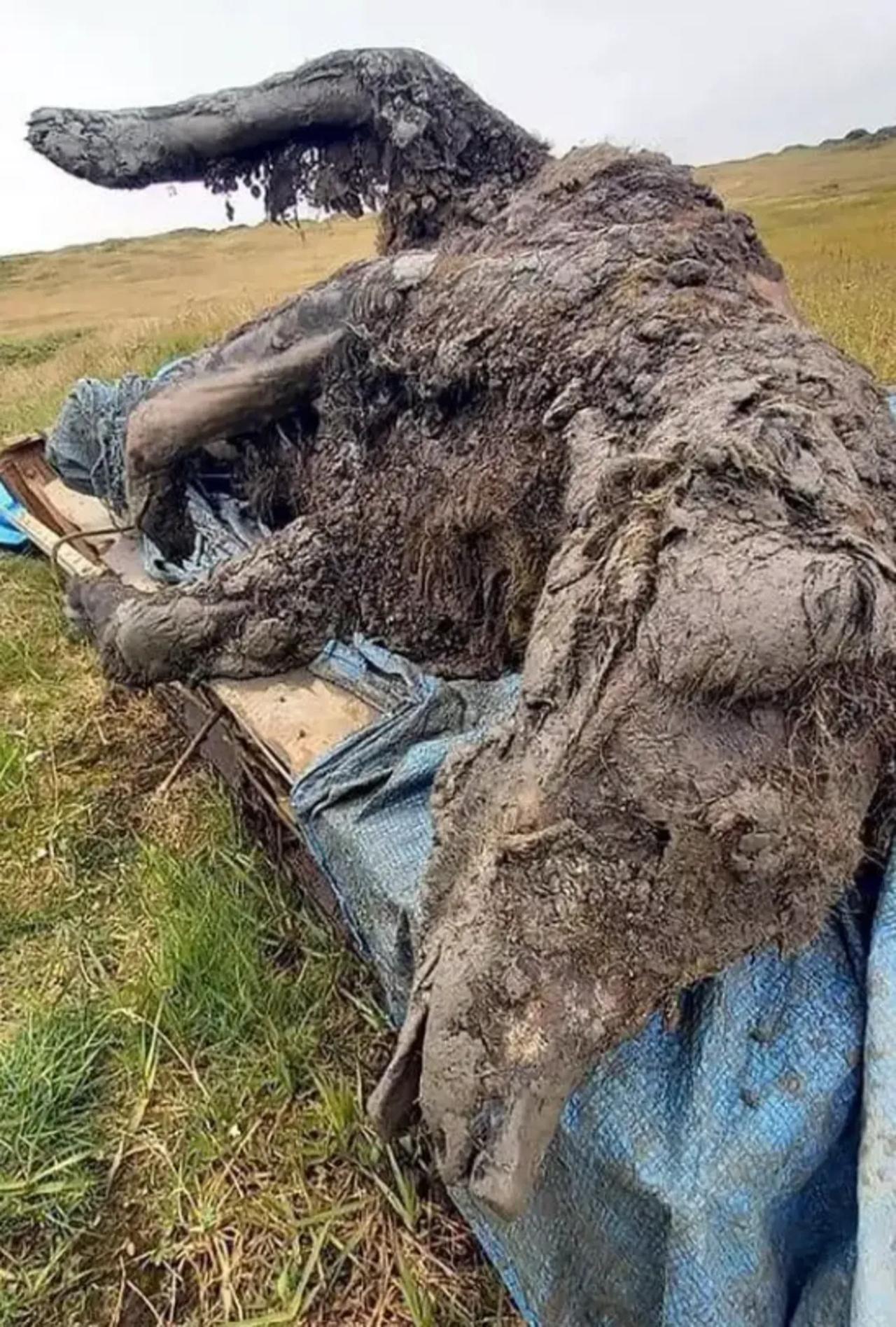 Rusya'da 40 bin yıllık korumalı Buz Devri ayısı bulundu