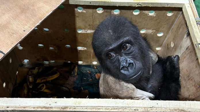 Yavru gorile binlerce isim önerisi geliyor: Mahzun, Garip, Fişek…