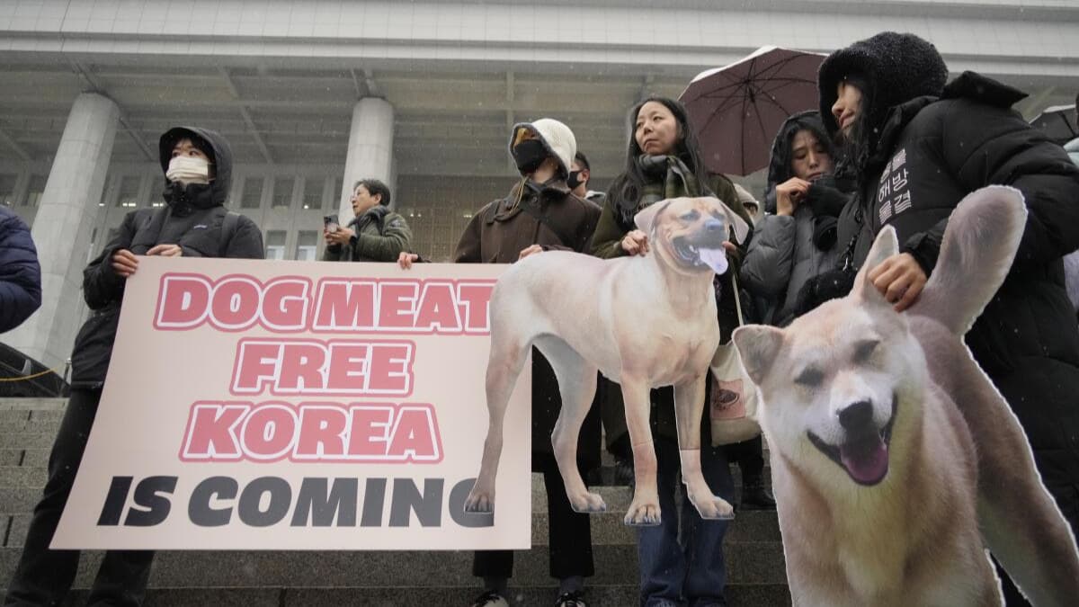 Güney Kore'de köpek eti ticareti ve tüketimini yasakladı