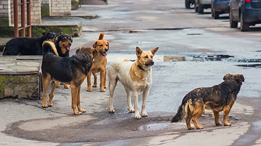 Başıboş köpeklerin saldırdığı hemşire, canını arabanın önüne atlayarak kurtardı