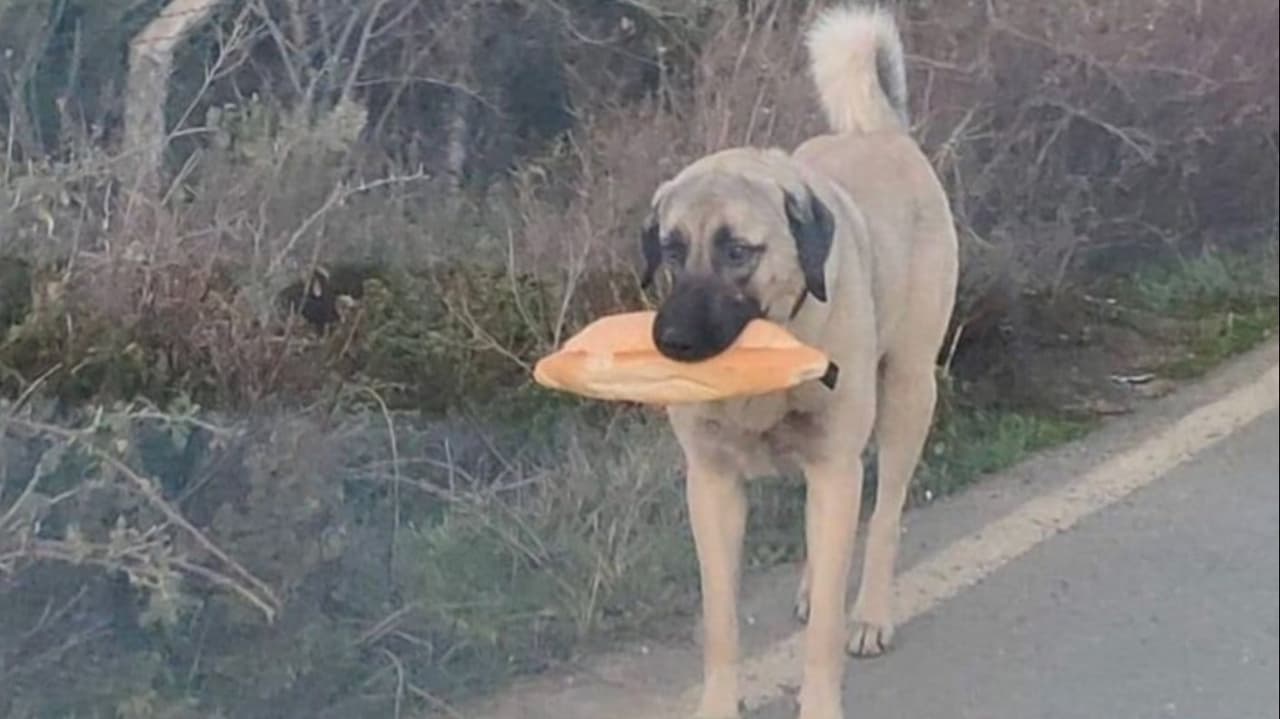 Sokak Hayvanları Yasası TBMM'de geçti mi? 17 madde!