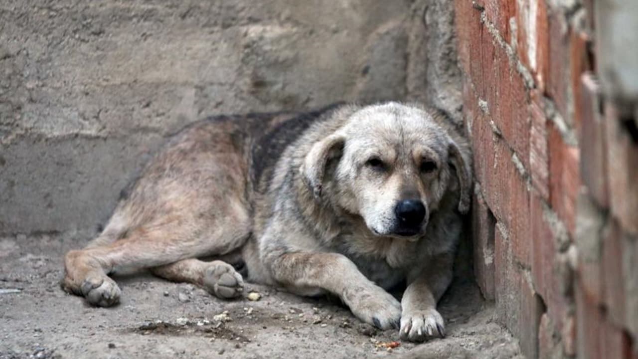Erdoğan'dan açıklama: Sokak köpekleri uyutulacak mı?