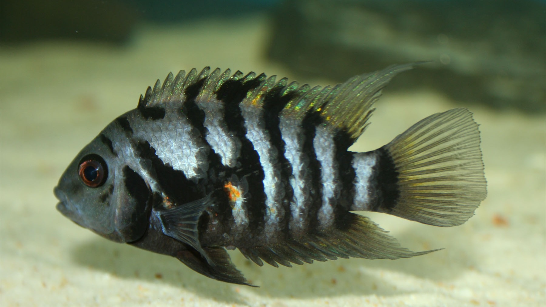 Zebra balığı.