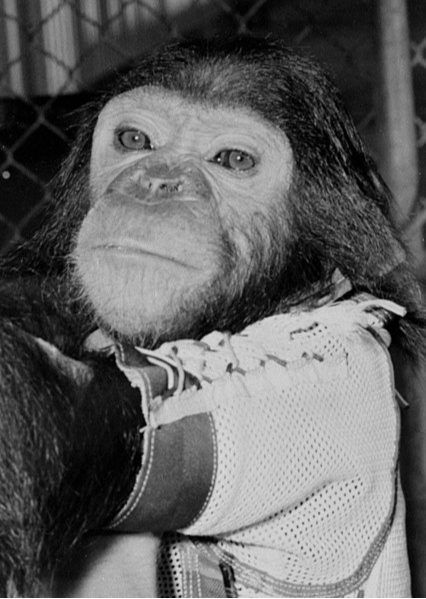 1961'de Mercury-Atlas 5 uçuşundan önce dünyayı dolaşan ilk şempanze Enos.