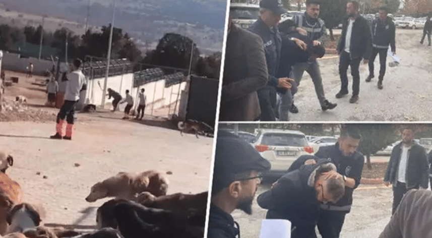 Köpeğin kürekle öldürülmesinde sanıklar, 1 yıl 3 ay ceza aldı