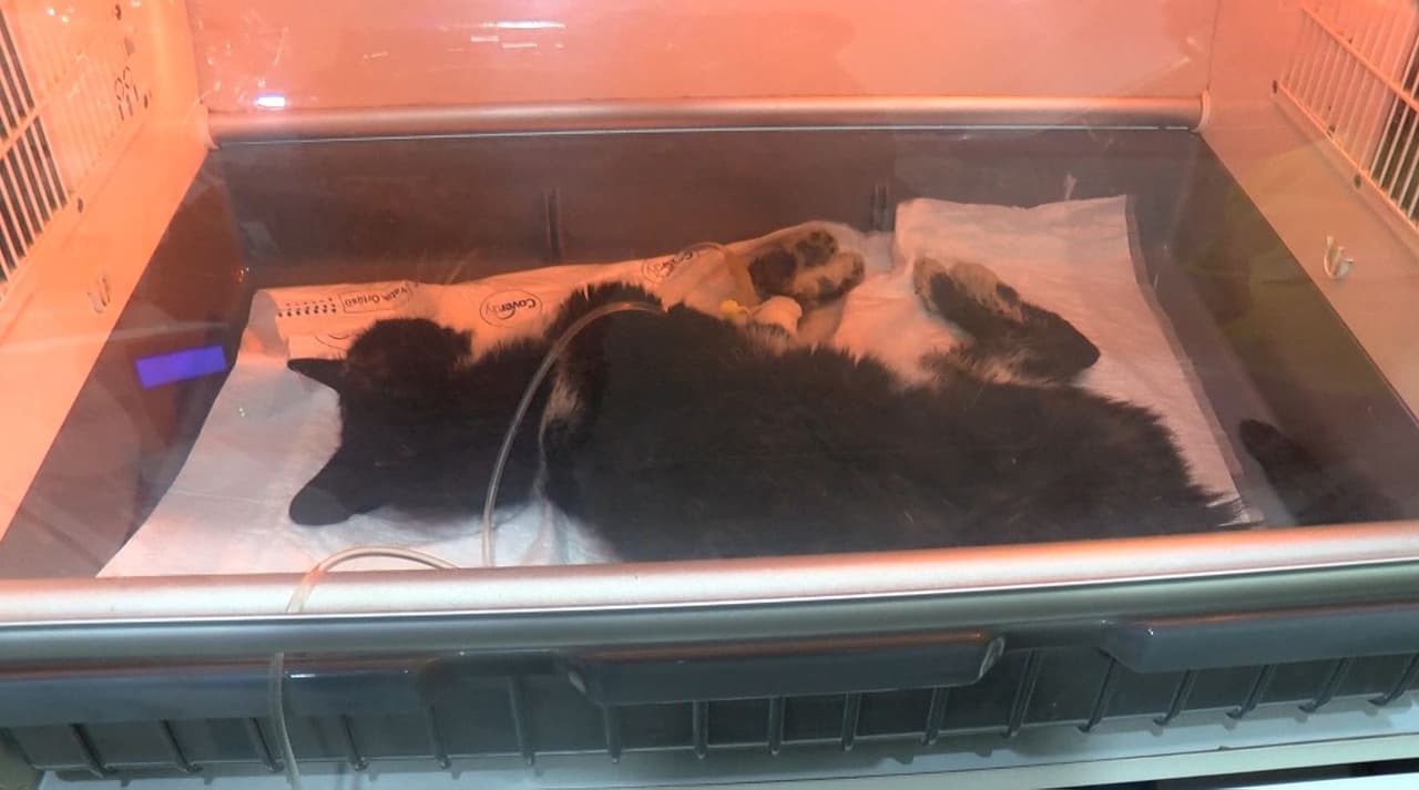 Kadıköy'de mahalleliyi ayağa kaldıran toplu kedi ölümleri