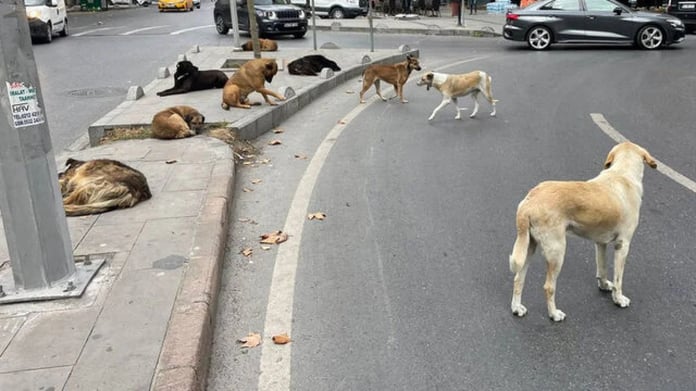 Başıboş sokak köpeği raporu Cumhurbaşkanı Erdoğan'a sunuldu