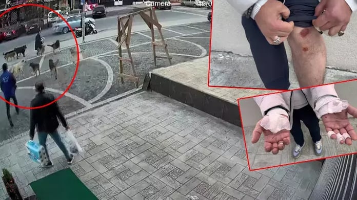 Esenyurt'ta sokakta beslenen başıboş köpekler yolda geçenlere saldırdı