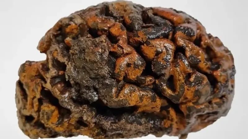 Arkeologlar korunmuş insan beyinleri bulmaya devam ediyor