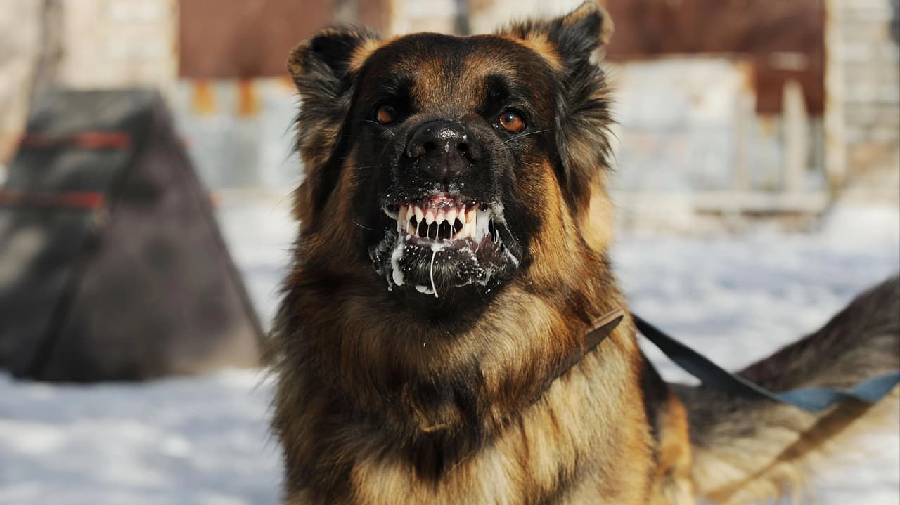 DSÖ: Kuduz vakalarının yüzde 99'u başıboş köpek kaynaklı
