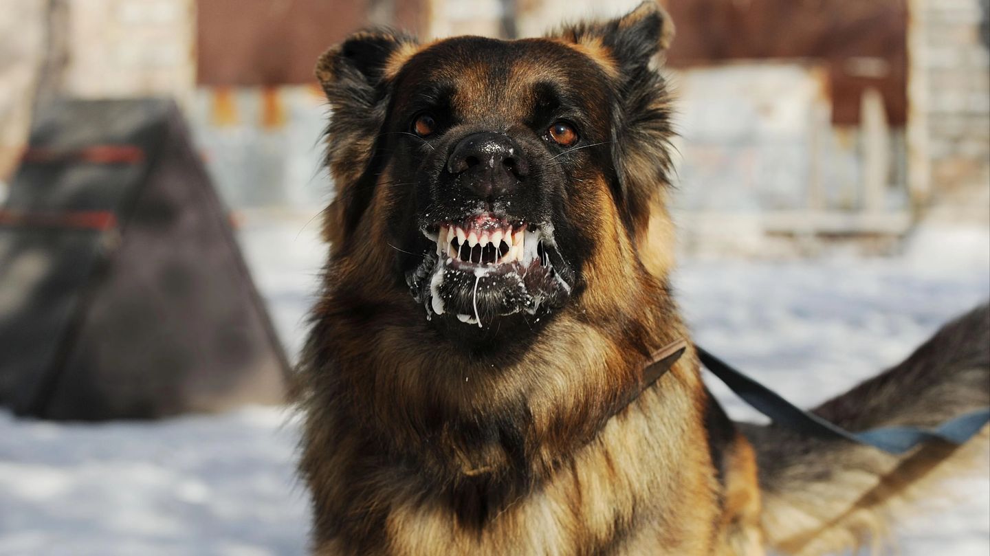 DSÖ: Kuduz vakalarının yüzde 99'u başıboş köpek kaynaklı