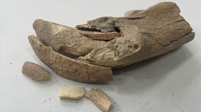 Afyonkarahisar'daki Apemeia Antik Kenti'nde yırtıcıların kalıntıları bulundu!