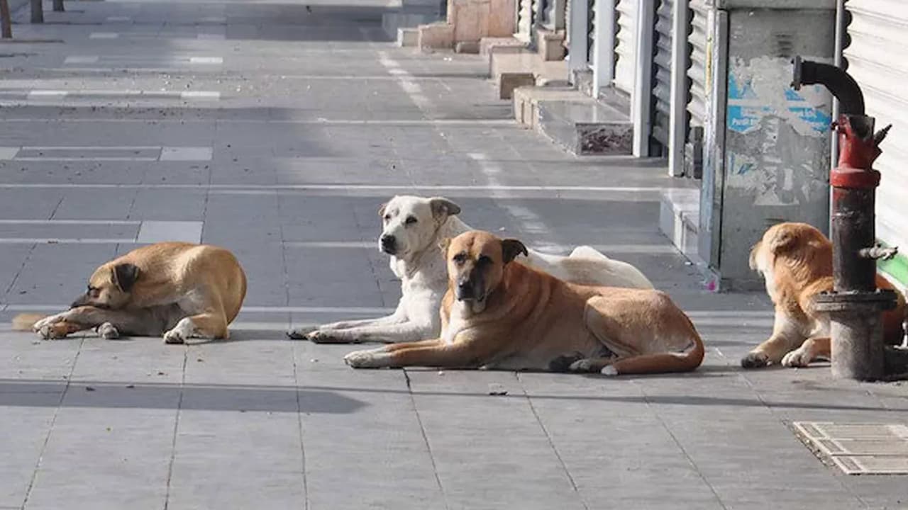 Başıboş köpekler problemi seçimden önce çözülecek