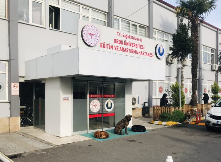 Bakanlık harekete geçti: Sağlık tesislerinde başıboş köpek kalmayacak