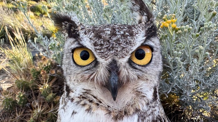 Arjantin'deki Türk gözlemci “Macellan Puhusu”nu görüntüledi