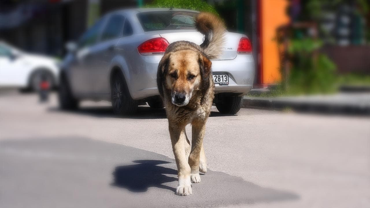 Başıboş köpekler hakkında son durum | Köpekler uyutulacak mı?
