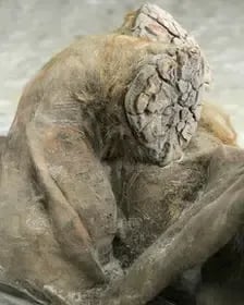 Neredeyse hiç bozulmadan korunmuş küçük Yuka Mamutu