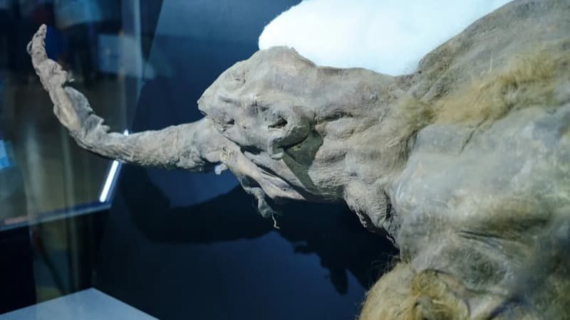 39.000 Yıllık Yavru Mamut Yuka'daki Kesik İzleri