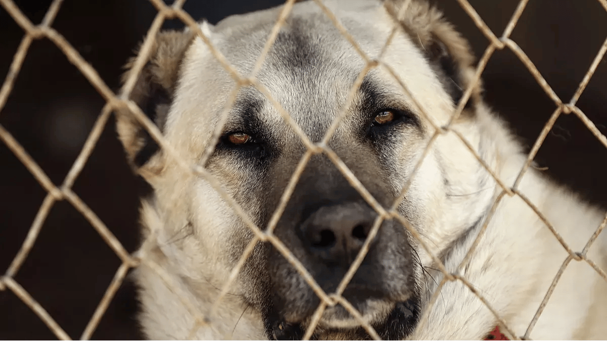 Köpekler uyutulacak mı?