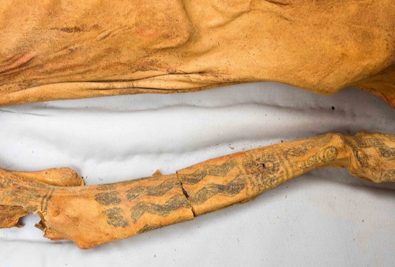 Peru’nun eski Moche kültüründen Cao Leydisi olarak bilinen bir mumyanın dövmeli kolu. Moche seçkinlerinin bir üyesi olduğuna inanılan bu genç kadın milattan sonra 450 civarında öldü. Örümcek ve yılan motifli dövmeleri onun ruhani biri olduğunu gösteriyor.