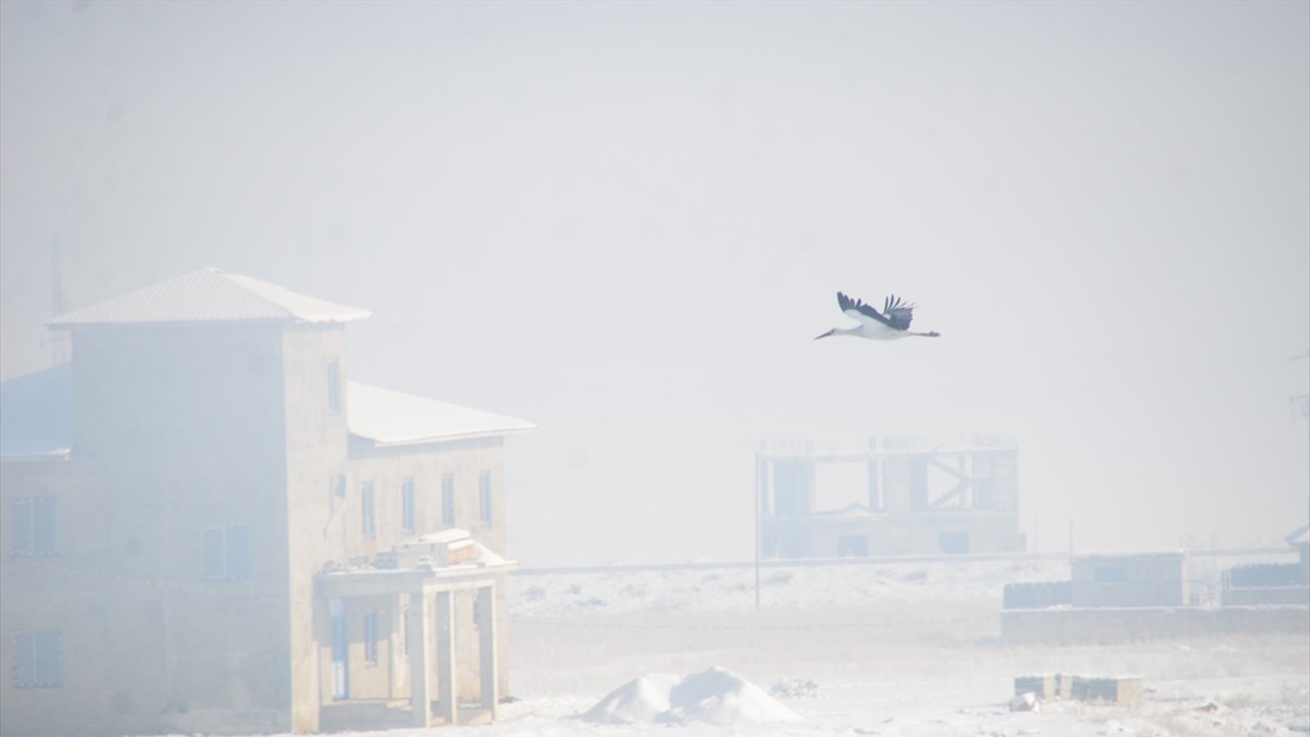 Karlı arazideki göç edemeyen leylekler. Fotoğraf: AA