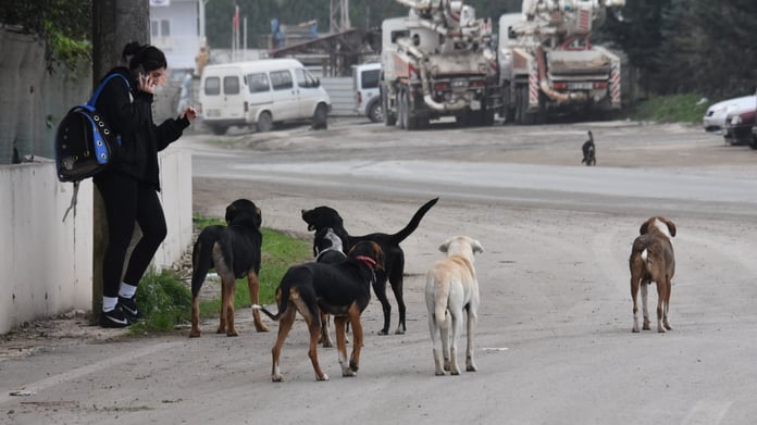 Başıboş köpek sorununda bu defa çözüm yakın