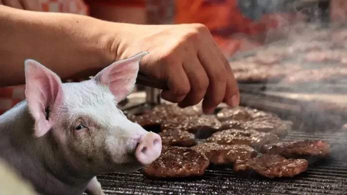 ALO Fetva Hattı adeta kitlendi: Domuz eti haram mı, mekruh mu?
