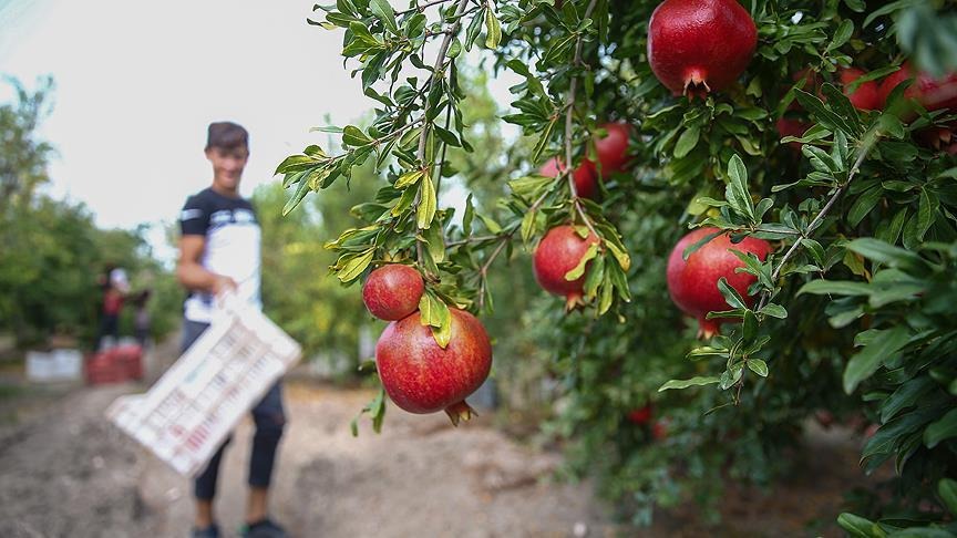 Nar kırma ritüeli. Fotoğraf: AA&nbsp;