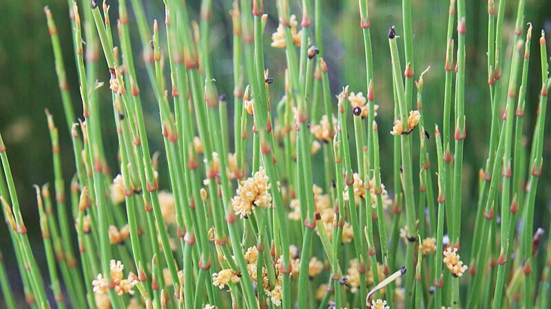 Ephedra Viridis