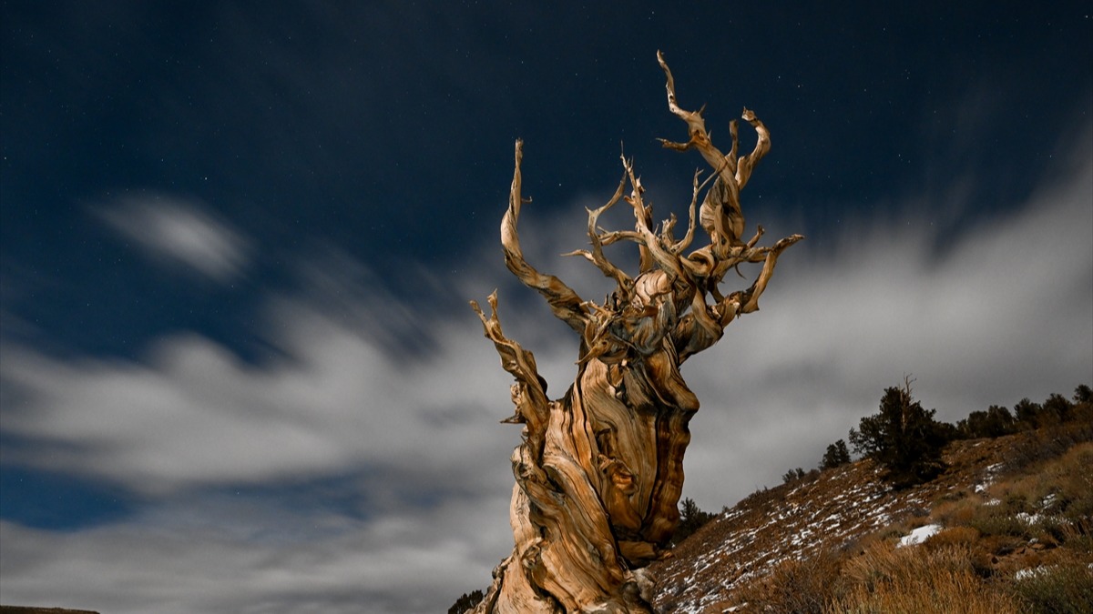 Methuselah ağacı. Fotoğraf: AA / Tayfun Coşkun