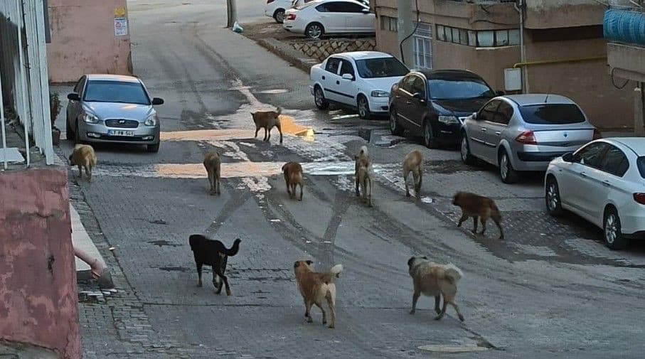 TBMM, Avrupa'daki sahipsiz hayvan mevzuatını inceledi