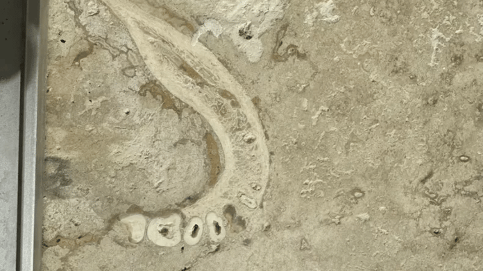 Avrupa'da bir evin yer döşemesinden Denizli'den Avrupa'ya gitmiş insan çenesi fosili çıktı