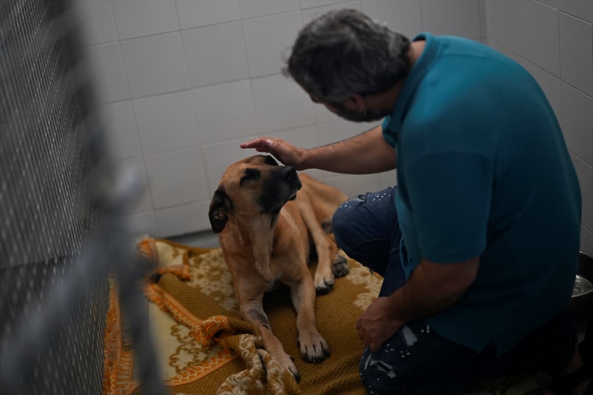 İspanya: Yüz binler terk ediliyor, sokak köpekleri yok