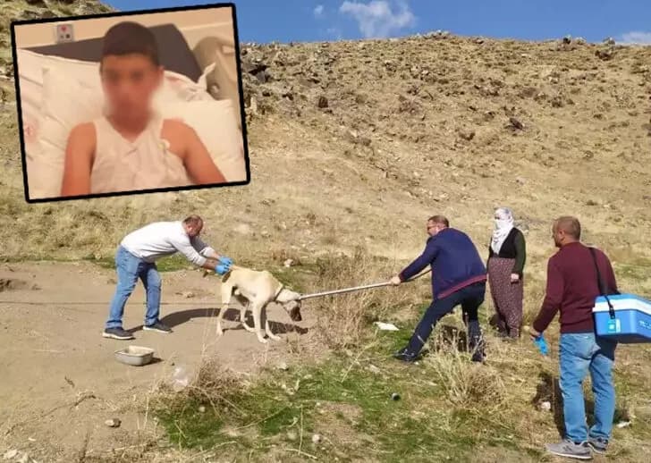 Bitlis'te ölen çocuğun yakınları sahipsiz köpeklerin toplanmasını istiyor