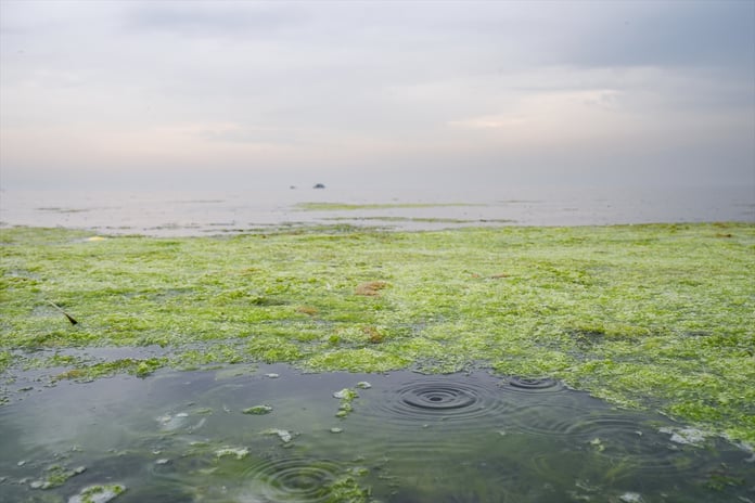 İzmir Körfezi'nde balık ölümlerinden sonra yosun kirliliği yaşanıyor