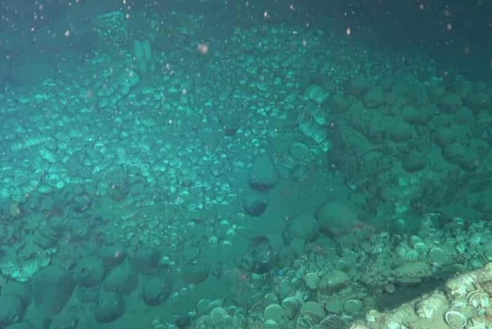 Çin’deki batıklar, deniz ipek yolu ticaretini aydınlatıyor