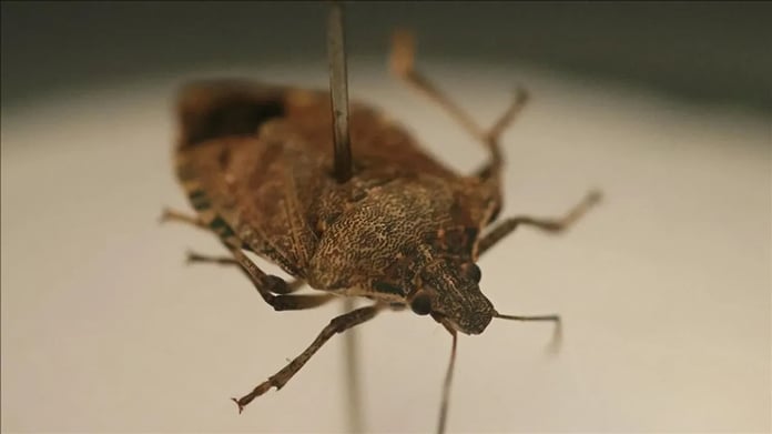 Kahverengi kokarca böceği istilası! İşte kahverengi kokarca böceği zararları