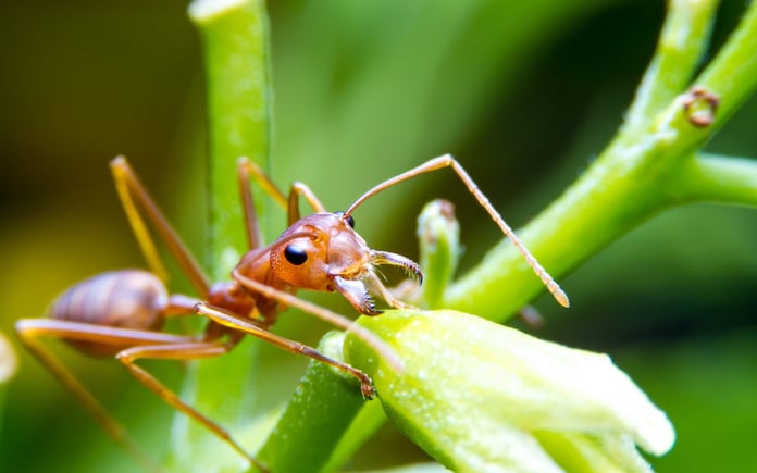 The Telegraph: Kırmızı ateş karıncaları Avrupa'yı istila edebilir