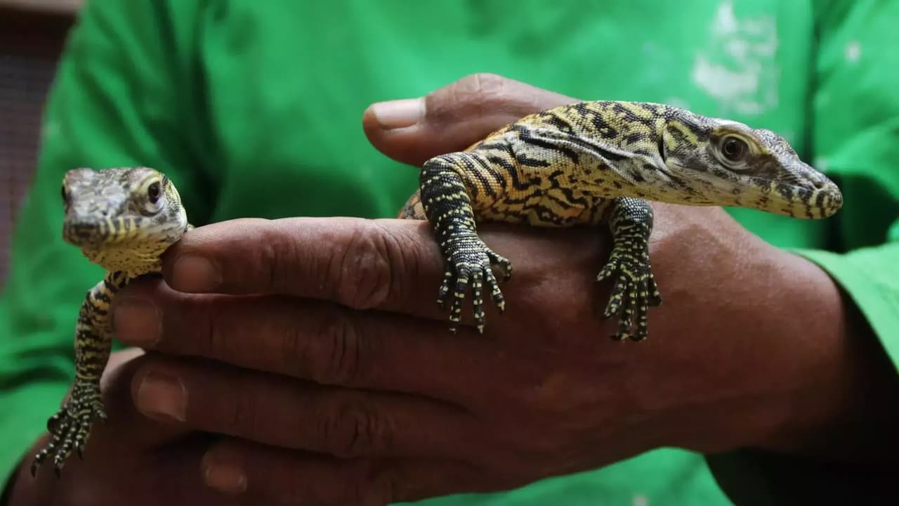 Yeşil Komodo Ejderi zehirli mi ve nerede yaşar?
