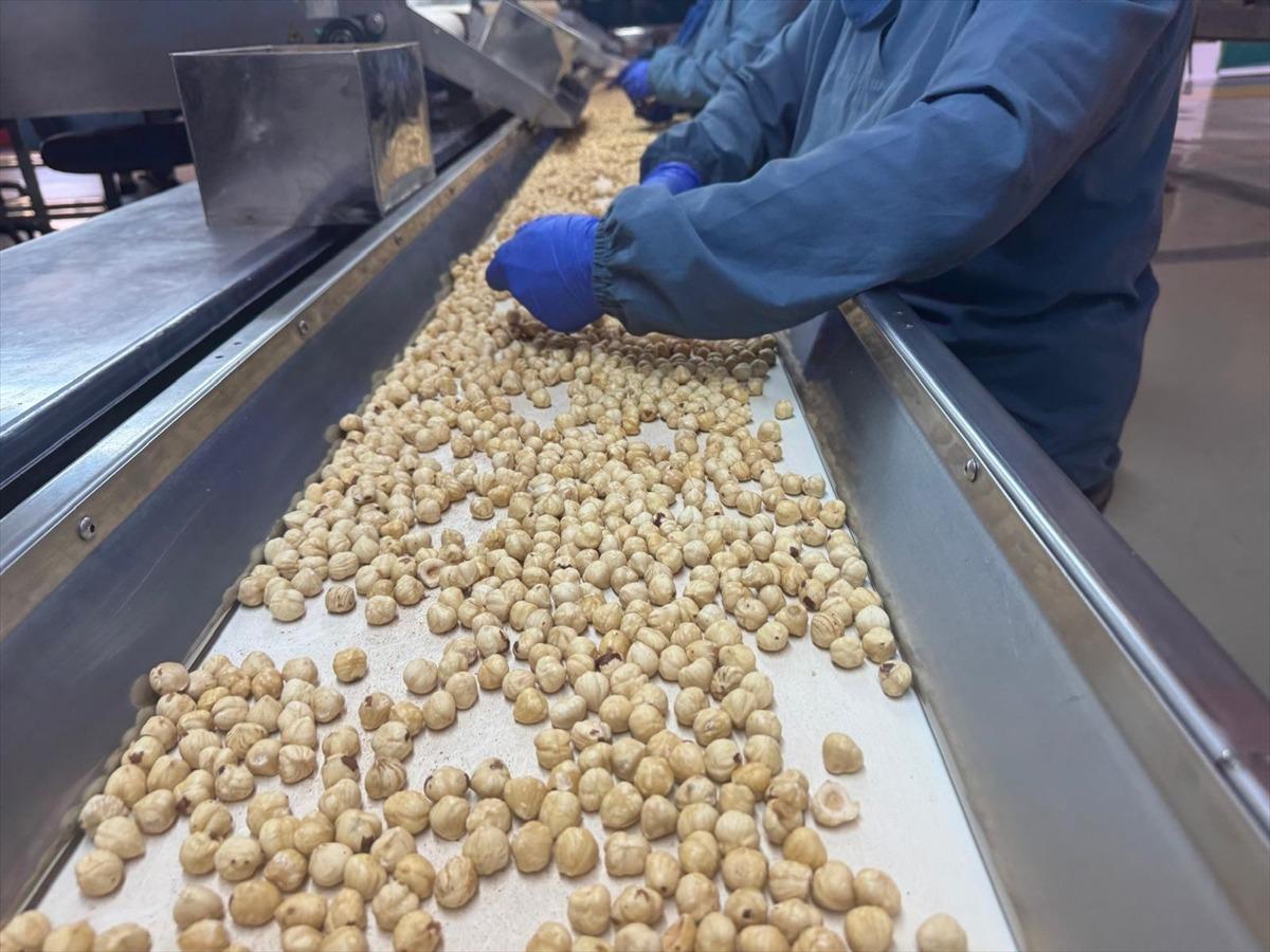 Türkiye, 124 ülkeye 20,8 milyar dolarlık fındık ihraç etti